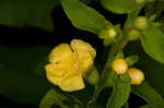 Mullein foxglove